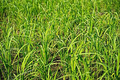 《New宝可梦随乐拍》免费更新3个区域20只宝可梦